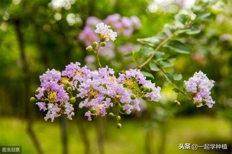紫薇花種植方法 銀晝 閑雲鶴立